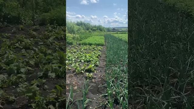 Деревни не отдыхаю