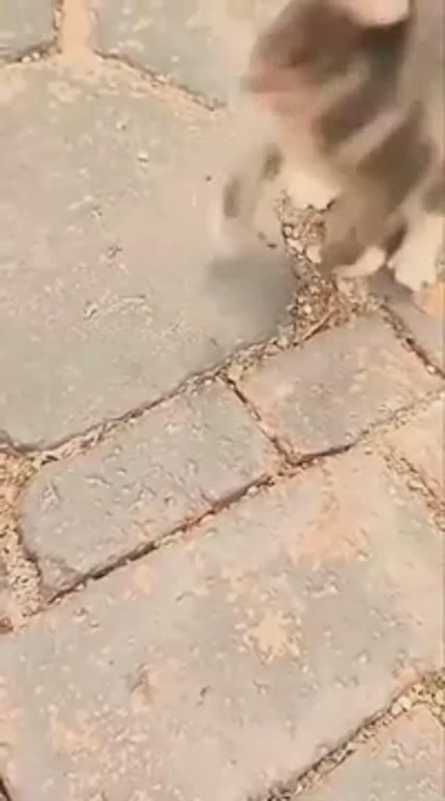 Играл с пчелой, проиграл 😳