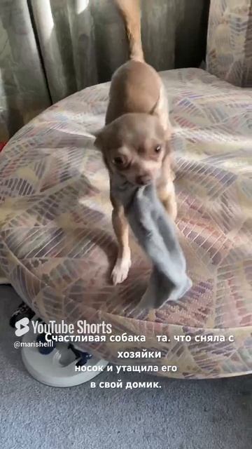 Собачье счастье