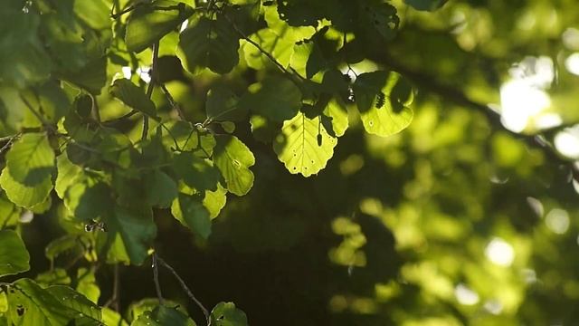 До конца июня - Напишите эту руну.