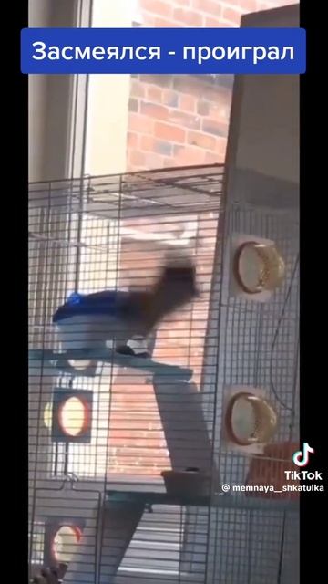 VID-20250609-WA0001.mp4