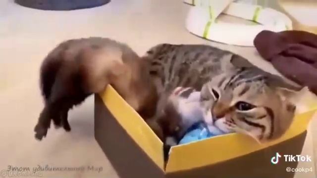 ПРИКОЛЫ С КОШКАМИ дружеские отношения