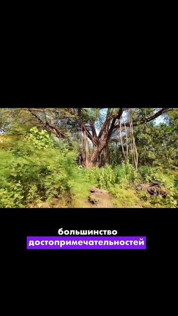 Что бесплатно посмотреть на Гоа? Полное видео в моем канале @YekaterinaZaitseva