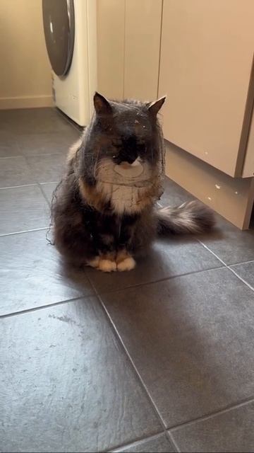 Наш TG https://t.me/liveofcats