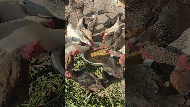 Плотный ужин у курочек🐔 включая мешанку. Собираю яйца🥚