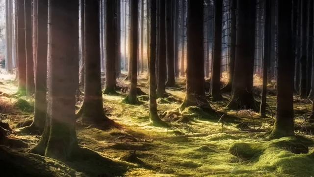 Яркий рассвет и тишина, прерванная пением птичек часть 1
