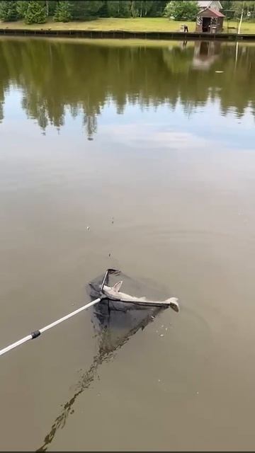КРХ ТРИФОН