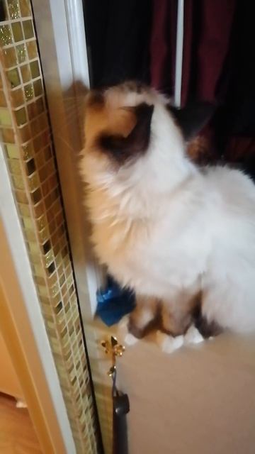 Милашка 😻
