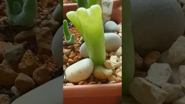 Митрофиллум митровидный (Mitrophyllum mitratum) пробую выращивать  #суккуленты