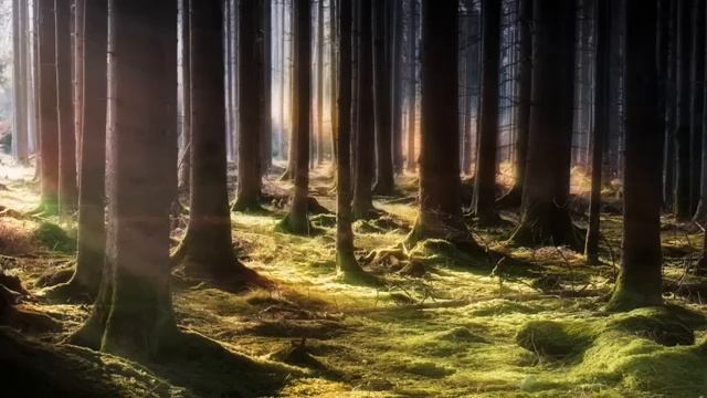 Яркий рассвет и тишина, прерванная пением птичек часть 9