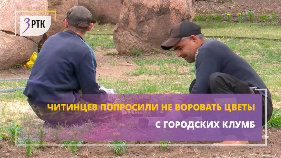 Читинцев попросили не воровать цветы с городских клумб