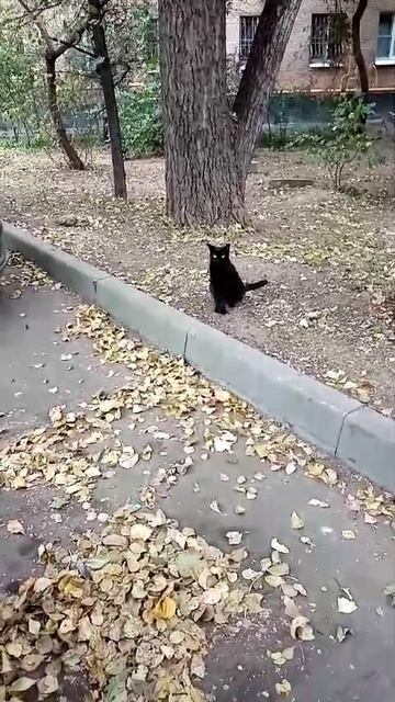 Котик Пятница 13.09.2024