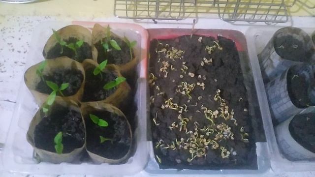 VID_20250616_081944.mp4