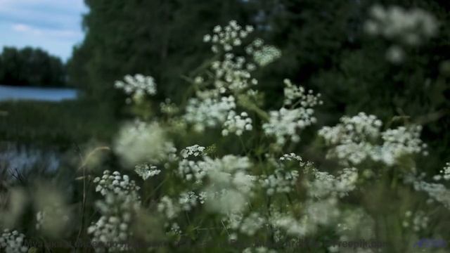 Кадры природы, обработанные квантовым компьютером - реальность или фантастика - Maxim Gun -- Red Cri