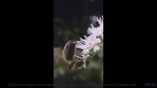 Что произойдет, если смотреть это видео ежедневно - Discoboy -- Upseen -- El Monstruo