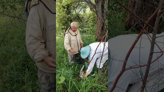 Приспособление для снятия пчелиных ловушек с высоты