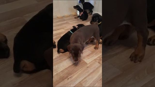 Нара в розовой ленте