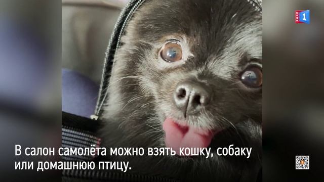 Ямальцы смогут брать питомцев на пассажирские места в авиапутешествиях