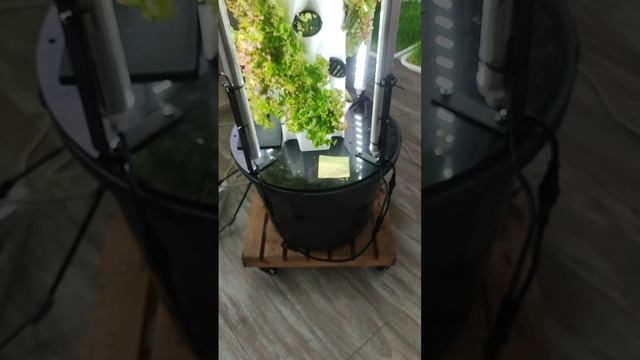 Домашний огород на балконе. Гидропонная башня и микрозелень