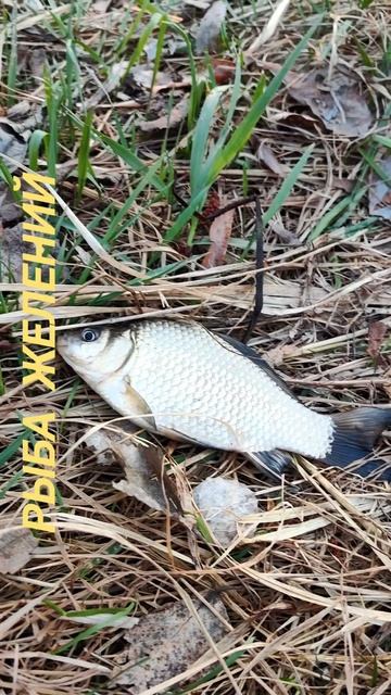 рыба желаний