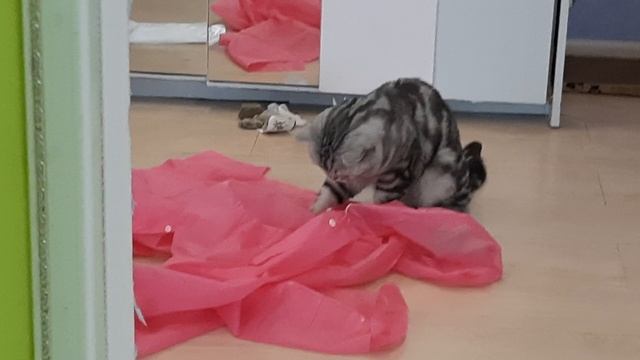 КОТ ЛЕО 🐱 ИГРАЕТ С НОВЫМ ДОЖДЕВИКО 😅