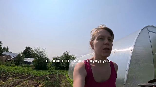 Обзор огорода и теплицы. Пчёлы.