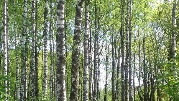 БЕРЁЗОВЫЕ ДАЛИ