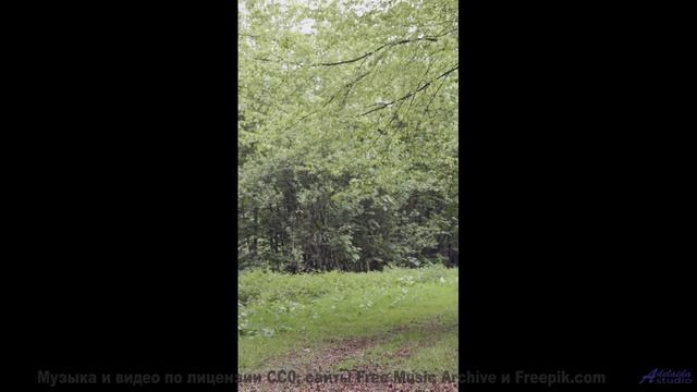 Саунд заставляет почувствовать природу кожей - NoLosses -- Makaih Beats -- No Losses