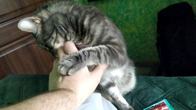 кот меня разлюбил . Прощаемся