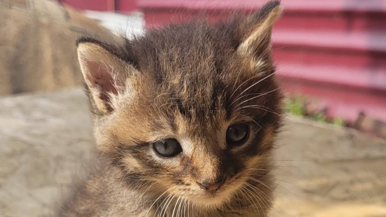 Котятки!