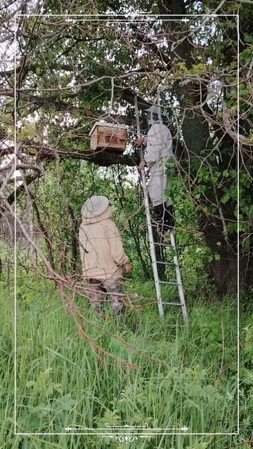 Пчеловодство в дикой природе