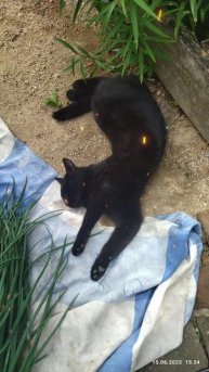 Лук с котом