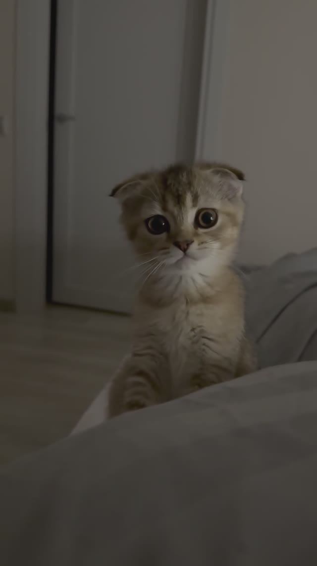 Котёночек