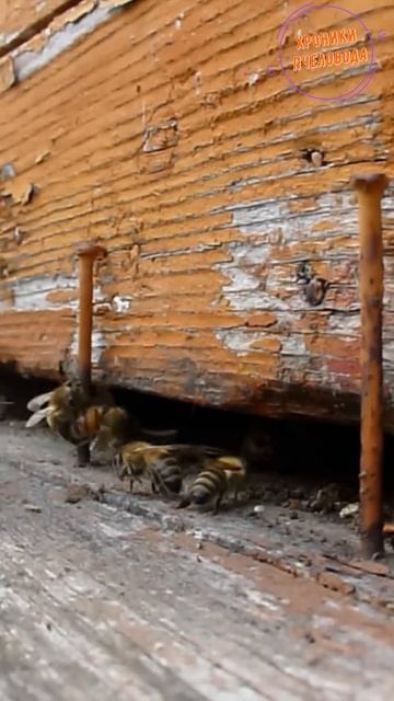 Пчелы ВОРОВКИ  #beekeeper #пчеленок #природа