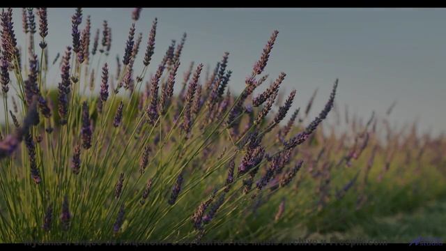 Ушам сложно поверить, что музыка бывает такой чистой - Frogs In Tuxes -- Podington Bear -- Meet Podi