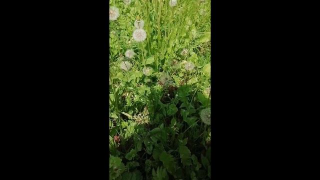 Куда сбежать. Жара, духота и тучи комаров.