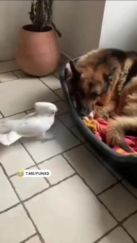 Кто собака в доме?😁