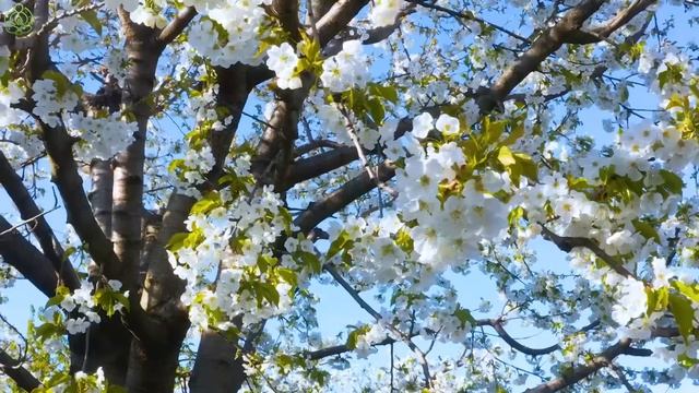Расслабляющая музыка для нервов🌿Успокаивающая музыка, лечебная для сердца и кровеносных сосудов #12