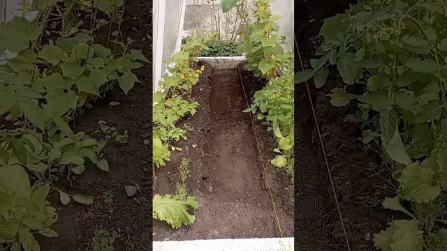 дорожка в изумрудный город. дорожка в теплице