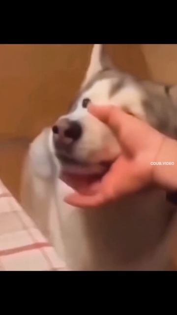 Мотоцикл и хаски
