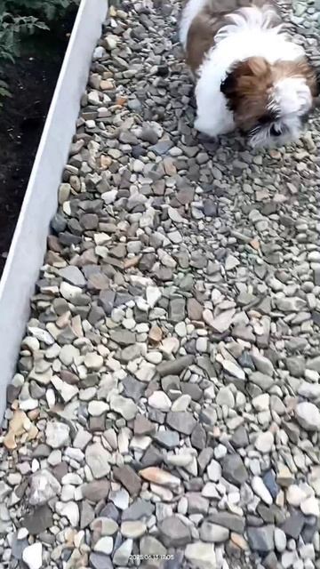 1000125699.mp4