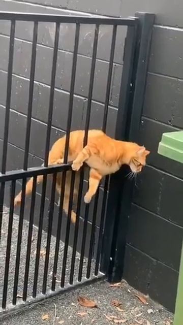 Наш TG https://t.me/liveofcats