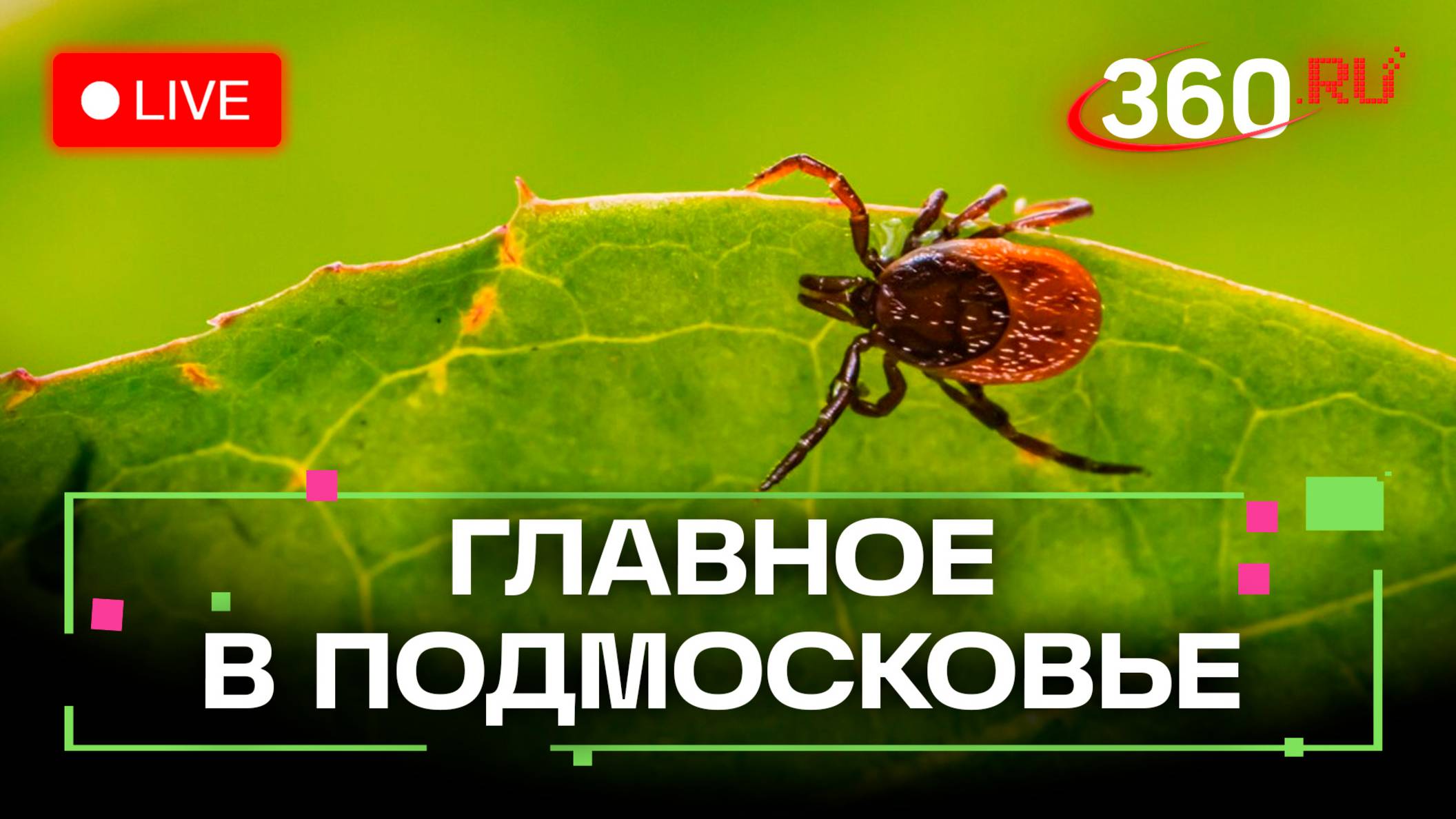 Клещи атакуют: как защититься от укусов? Главное в Подмосковье