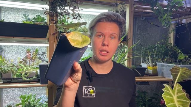 Распаковка удобрений для комнатных цветов от компании Бир комплекс. Тестирование впереди