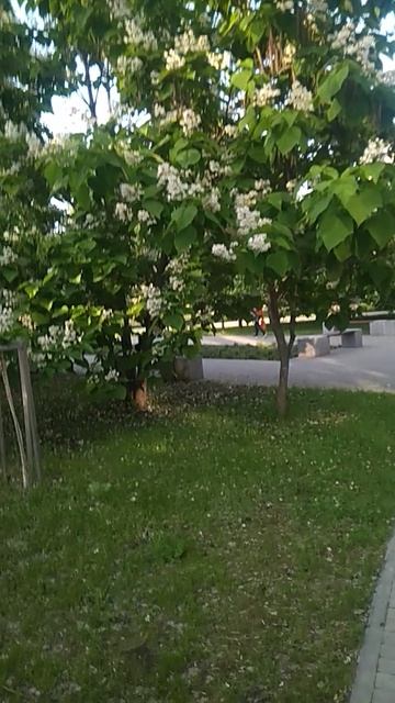 VID_20250616_184628.mp4