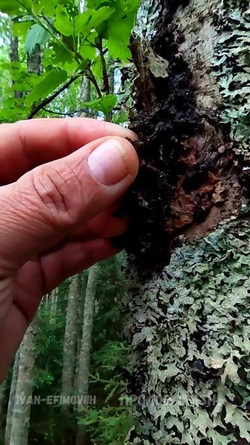 Зарождение ольховой чаги.