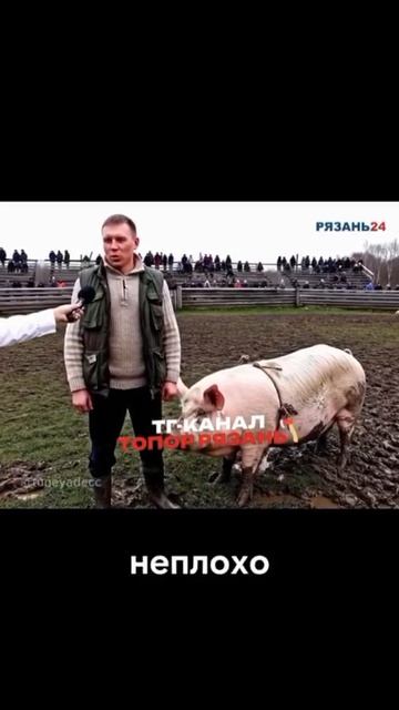 Свин рейсинг