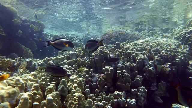 Snorkeling Marsa Alam - 2 (Pensee & Utopia bay)