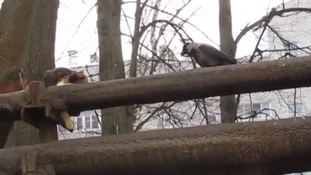 Ворона домогается до кота 😃🤣