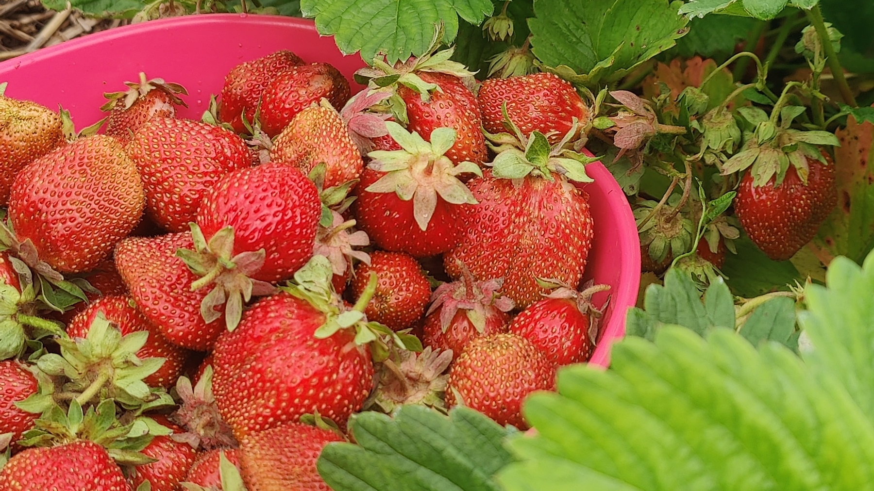 Клубника 2025.